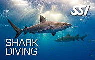Shark-diver-cards
